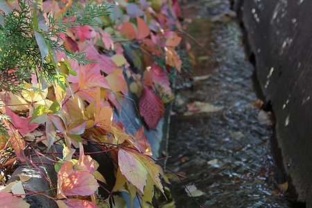 灌溉沟外的秋叶大自然树叶管道导管排水沟沟渠农业水泥荒野渡槽图片