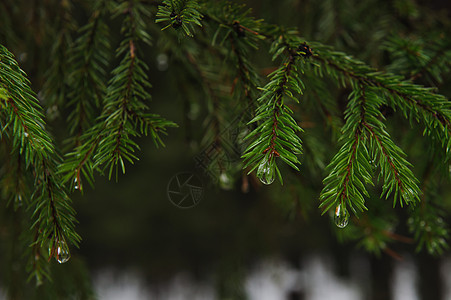 Fir 分支水滴季节性松树植物叶子公园森林季节宏观环境图片