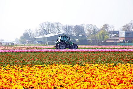 荷兰农村的郁金树田布满鲜花 来自荷兰植物粉色场地季节性农业郁金香传统地平线农田红色图片