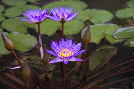 池塘里的紫罗兰莲花花瓣蓝色荷花草药花园水面色彩花坛植物群场景图片