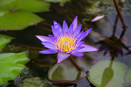 池塘里的紫罗兰莲花色彩花园花瓣植物反射植物园荷花草药水面花朵图片