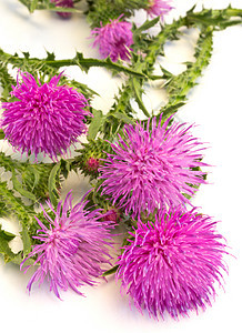 伯洛克草本植物植物群植物学紫色荒野倒钩多刺宏观花瓣野花图片