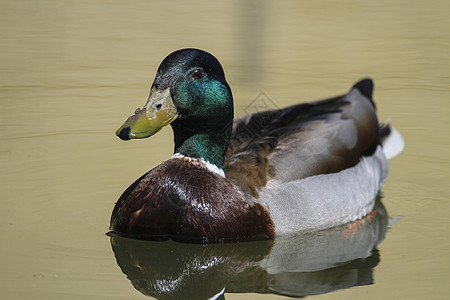 雄性野鸭或野鸭 阿纳斯白 肖像湿地动物游泳荒野棕色绿色动物群羽毛池塘男性图片