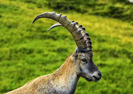 雄性野生阿尔卑斯山 卡普拉伊布克斯或斯坦博克棕色动物喇叭男性哺乳动物山羊国家石头野生动物荒野图片