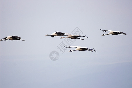 鸟类迁徙濒危草裙团队季节生活移民动物群蓝色羽毛生物图片