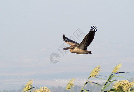 春季和秋季在自然湖上游动鸟类迁移农村野生动物羽毛团体翅膀动物生物航班濒危图片