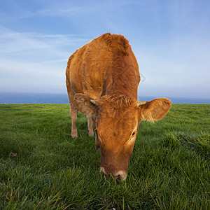 牧牛的景象动物场地家畜牛奶牛肉草地农业农村奶制品生物图片