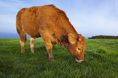 放牧牛的纵向奶制品农田农村牧草生物动物女性牛肉土地草地图片