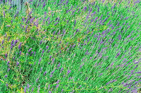 色素字段花朵草本植物香薰香水绘画植物紫色药品园艺芳香图片