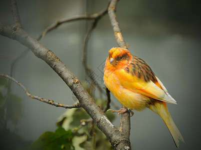 黄黄色橙色金丝雀栖息大道花园橙子黄色雀科鸣禽野生动物羽毛鸟类图片