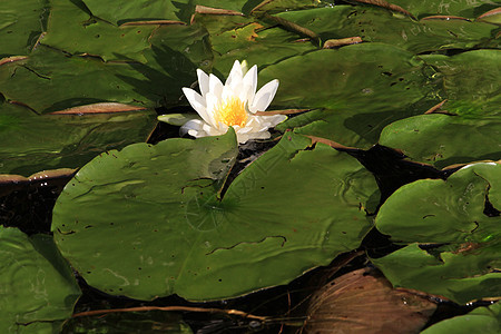 水百合黄色异国植物学植物池塘情调白色花瓣冥想植物群图片