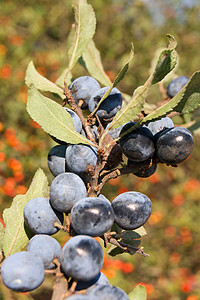 蓝色浮标枝条植物浆果食物水果绿色荒野叶子营养灌木图片