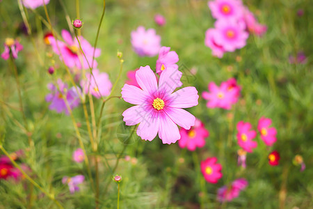 开花橙子花瓣荒野场地公园紫色草地花园雏菊植物群图片