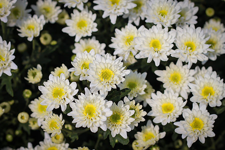 白菊花花束墙纸园艺花园黄色水平植物群花瓣季节白色图片