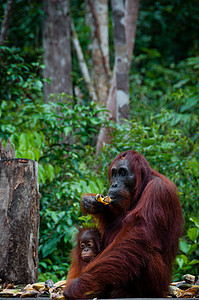 坐在印度尼西亚婆罗洲的奥朗Orang Utan俘虏公园雨林橙子濒危国家动物园动物野生动物哺乳动物图片
