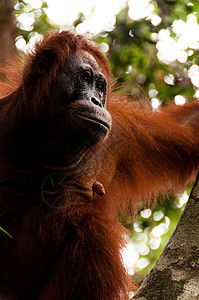 Orang Utan 女性坐在印度尼西亚婆罗洲的一棵树上哺乳动物雨林灵长类野生动物橙子濒危猿猴眼睛动物园动物图片