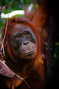 Orang Utan 女性在印度尼西亚婆罗洲观看冒充眼睛母亲灵长类哺乳动物橙子丛林猿猴动物雨林图片