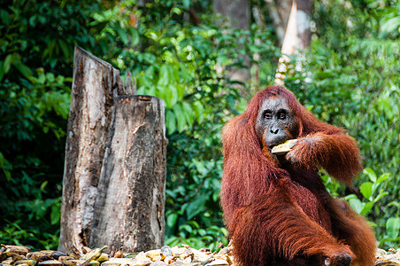 印度尼西亚婆罗洲有香蕉的Orang Utan女性濒危动物猿猴灵长类原始人冒充俘虏动物园眼睛丛林图片