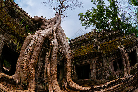 有树根的树 坐在石庙塔普罗姆森林寺庙宗教建筑学丛林遗产旅行雕塑旅游高棉语图片