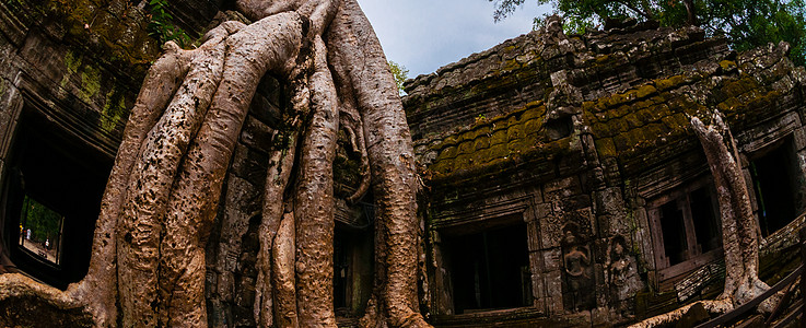 有树根的树 坐在石庙塔普罗姆旅游地标遗产高棉语热带建筑历史性寺庙宗教旅行图片