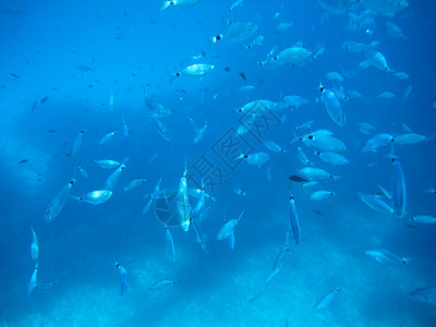 撒丁岛水下阳光海草气候多样性游泳生物浮游海浪动物群环境图片