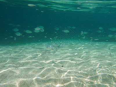 撒丁岛水下海洋海浪海草生物阳光游泳气候植物群热带蓝色图片