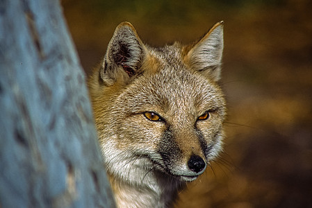 Swift Fox 狩猎猎物的全脸图片