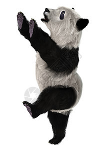 大熊猫幼崽幼兽野生动物毛皮哺乳动物动物荒野黑色白色濒危图片