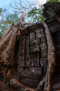 有树根的树 坐在石庙塔普罗姆历史性宗教旅行地标建筑建筑学寺庙旅游丛林热带图片