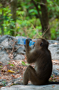 猴子用水瓶饮酒猴庙旅行瓶子毛皮婴儿灵长类哺乳动物水果热带动物图片