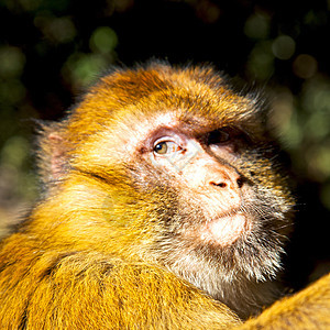 非洲摩洛哥的老猴子和邻近的天然本底动物群哺乳动物游戏丛林野生动物公园荒野生态动物园熊座毛皮图片