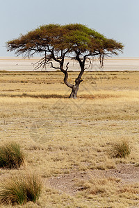 非洲开阔的热带草原平原中的大阿卡西亚树沙漠地平线风景旅行国家天空野生动物环境公园植物群图片