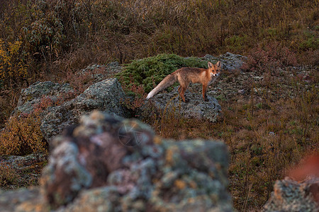 在泰加的红狐狸公园捕食者荒野国家环境动物脊椎动物林地食肉农村图片