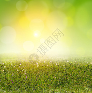 软灯光景观绿色太阳晴天季节场地草地花园血色生长图片