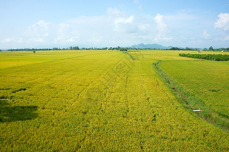 越南农村地貌 稻田和大米田季节系统农田农业绿化国家灌溉农场园林场景图片