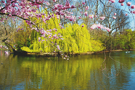 在隆登公园 粉红树和花朵自然开花摄影植物公园池塘植物群水果美丽花瓣宏观园艺图片