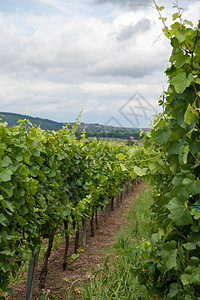 Alsace 风景和震动场假期旅游酒路远足葡萄园旅行图片