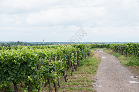 Alsace 风景和震动场葡萄园假期远足旅行旅游酒路图片