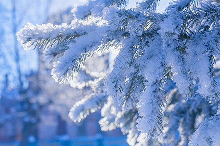 树枝上满有积雪叶子季节太阳水晶城市天气植物林地风景温度图片