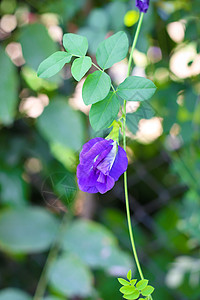 豌花国家生长草本植物花园紫色豆类草地叶子阳光培育图片