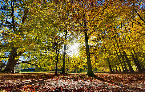 色彩多彩的秋树森林叶子乡村小路季节太阳橙子棕色绿色红色图片