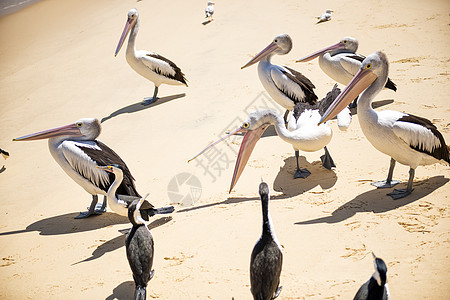 鸟儿在沙滩上休息海滩水禽鸟类图片