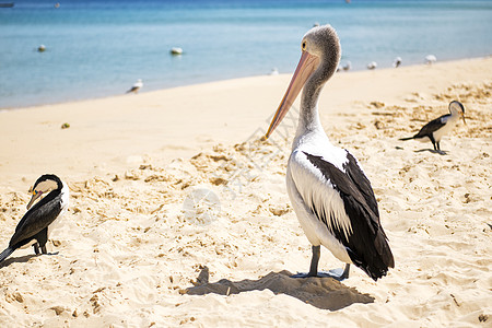 鸟儿在沙滩上休息水禽鸟类海滩图片