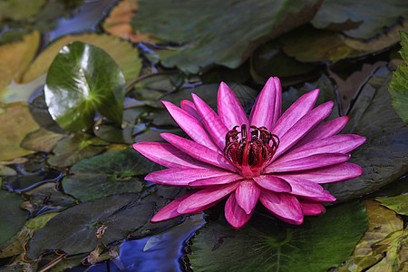 粉色莲花漂浮花瓣植物学植物百合软垫绿色植物群美丽池塘图片