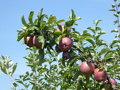 在果园里提取苹果收获种植园田园绿色菜园植物健康饮食叶子季节天空图片