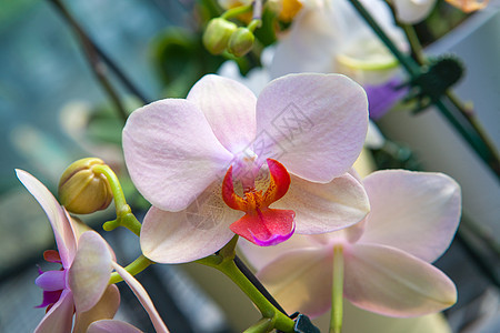 美丽的兰花花生活温泉婚礼植物群宏观兰花礼物热带花瓣念日图片