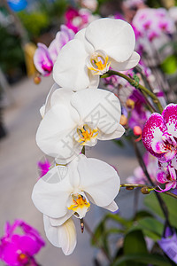 白兰花花瓣宏观植物群生活念日花束婚礼植物热带黄色图片