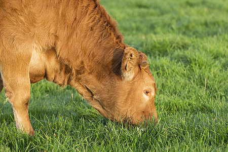 牧牛生物国家农村女性牛肉牧草农场动物奶制品牛奶图片