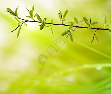 绿色叶子在模糊背景上的树枝植物生长环境生态枝条图片