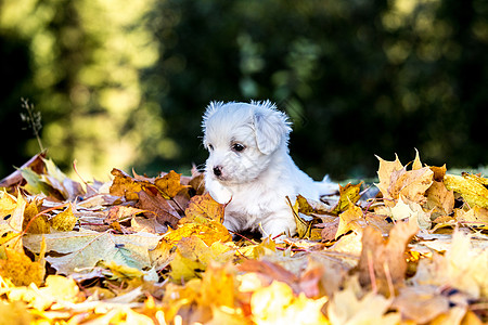 秋季小狗在树叶上猎犬排序主持人hvit黑与白棉花法格图片